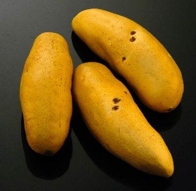Potato Jersey Sweet