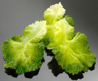 Lettuce (Green)