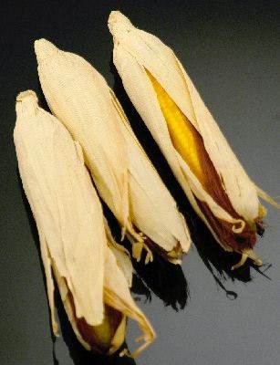 Corn In Husk