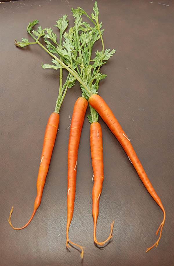 Carrots