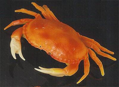 Large Dungeness Crab