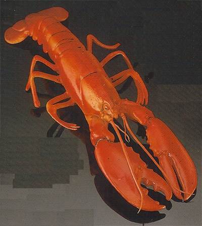 Maine Lobster (Large)