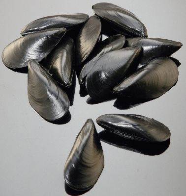 Mussels