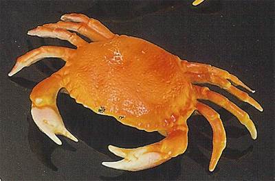 Small Dungeness Crab