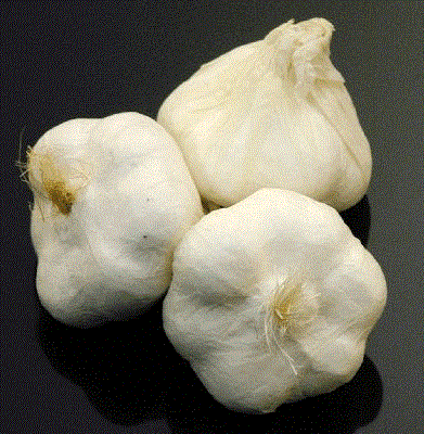 Garlic