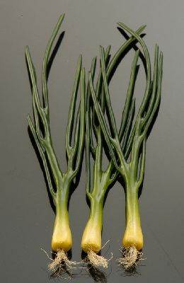 Scallions