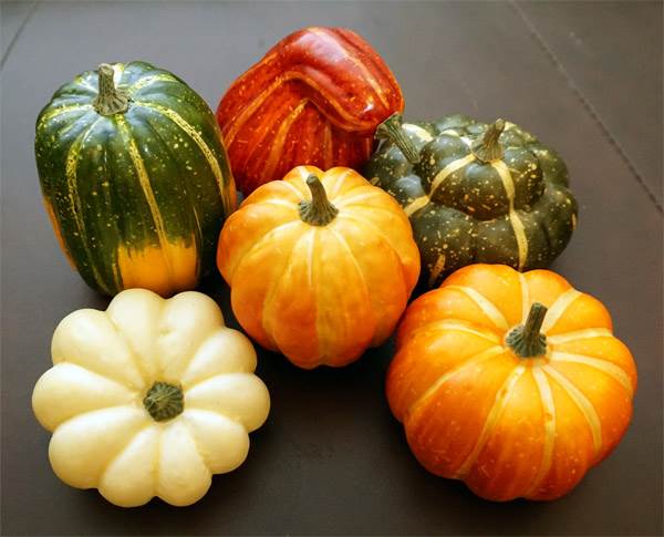 Assorted Pumpkin & Squash #1