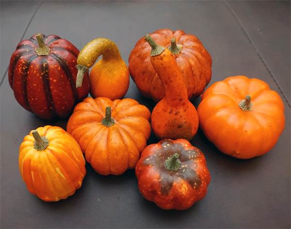 Assorted Pumpkin & Squash #2