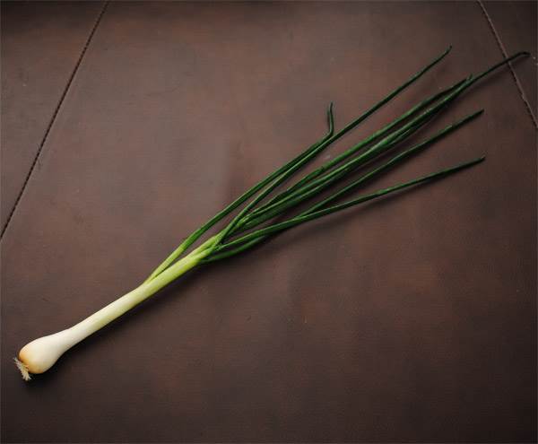 Green Onion