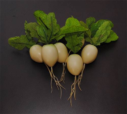 Radishes (White)