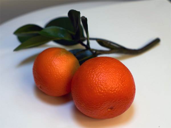 Branch (Oranges)