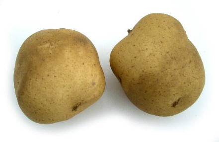 Potato Round