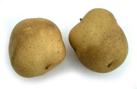 Potato Russet