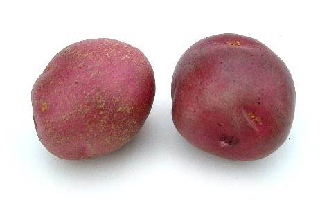 Potato Russet