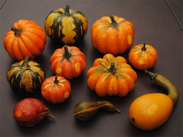 Pumpkin & Squash Assortment #1