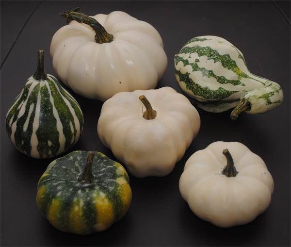 Pumpkin & Squash Assortment #2